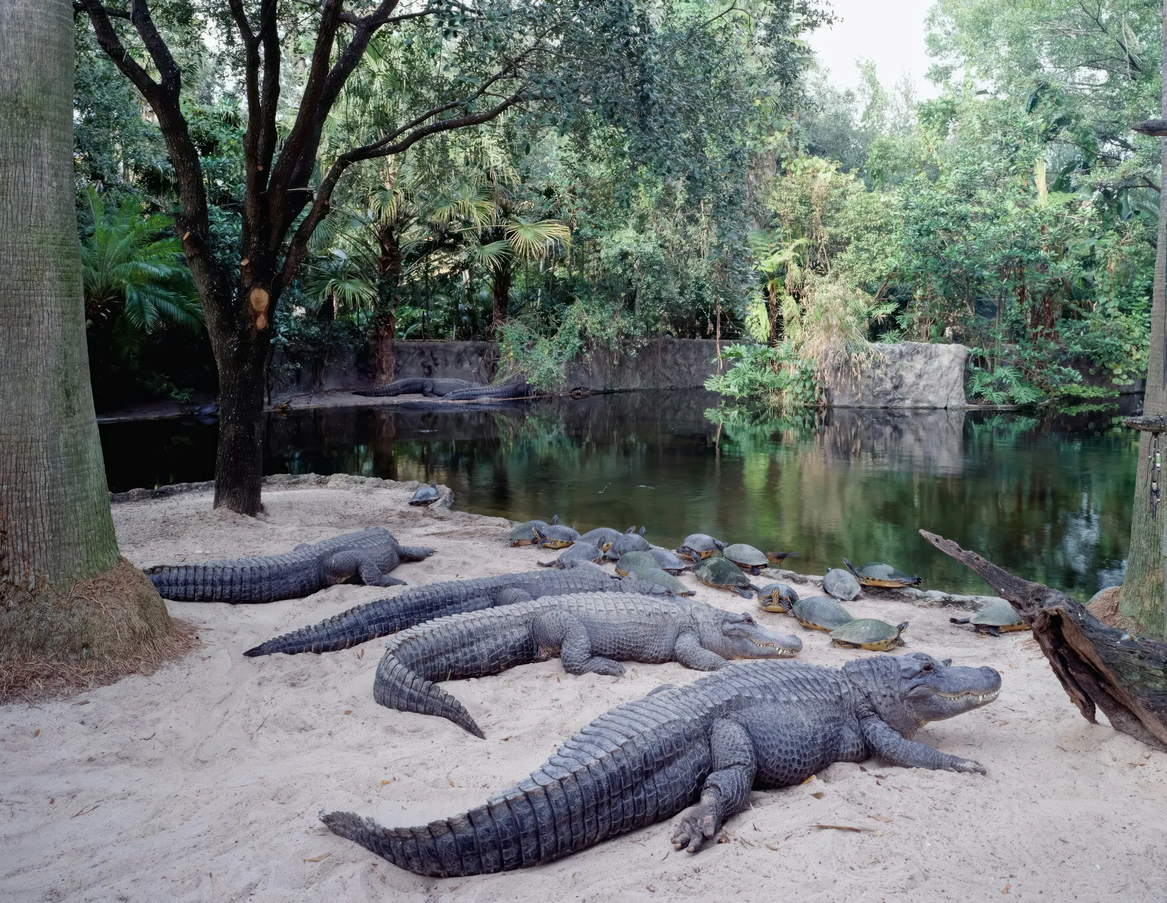 Gator Park