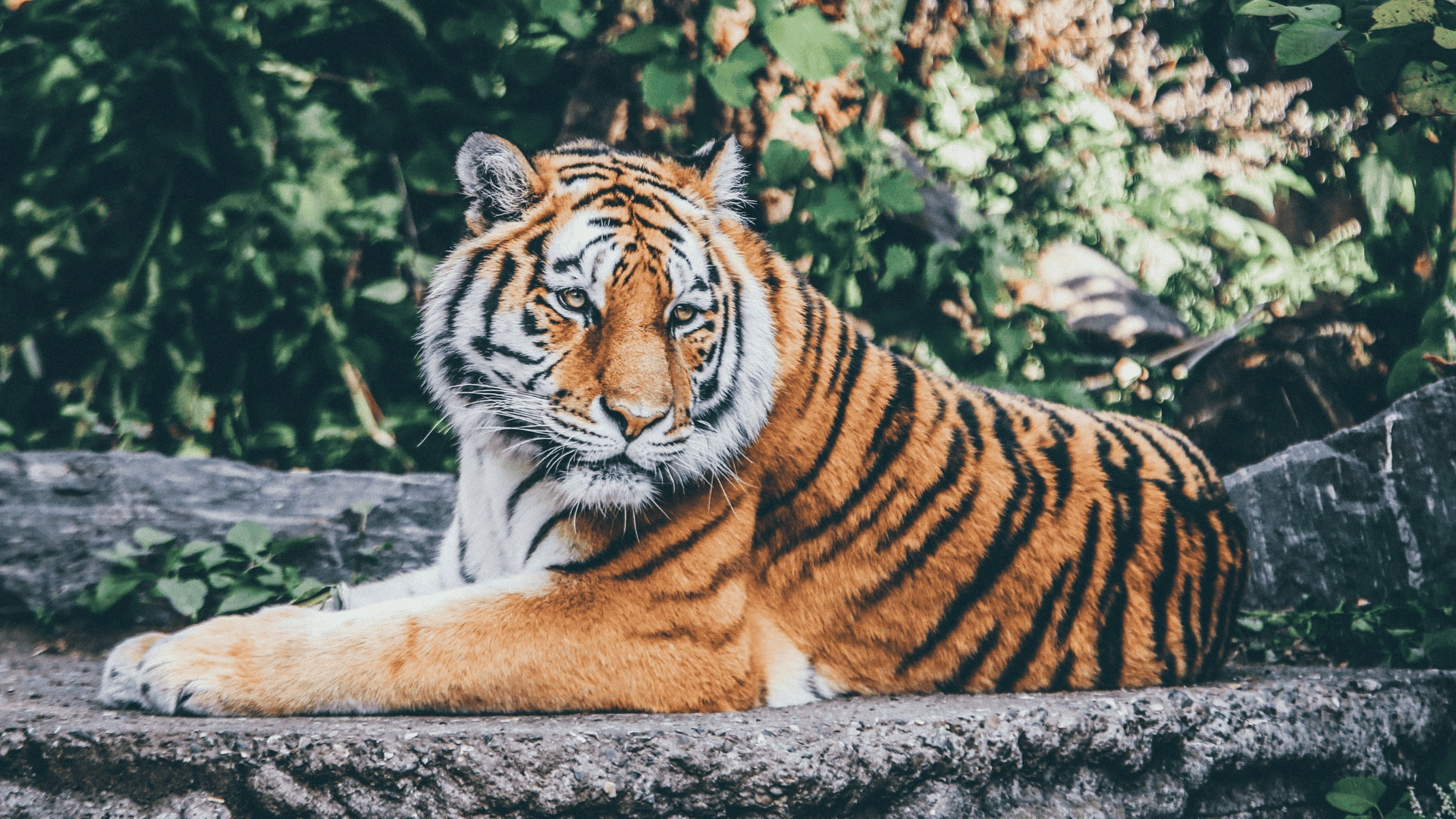 Zoo della Haute-Touche
