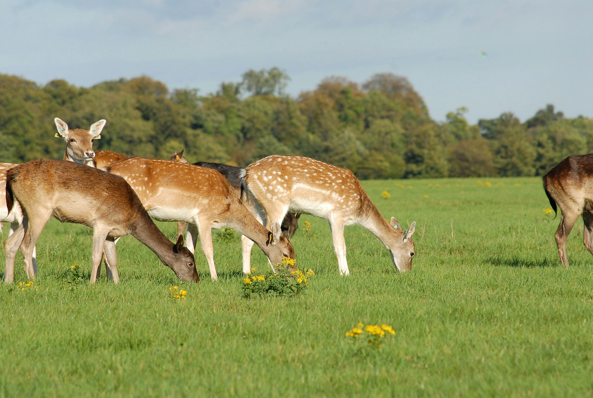 Dublino – Phoenix Park