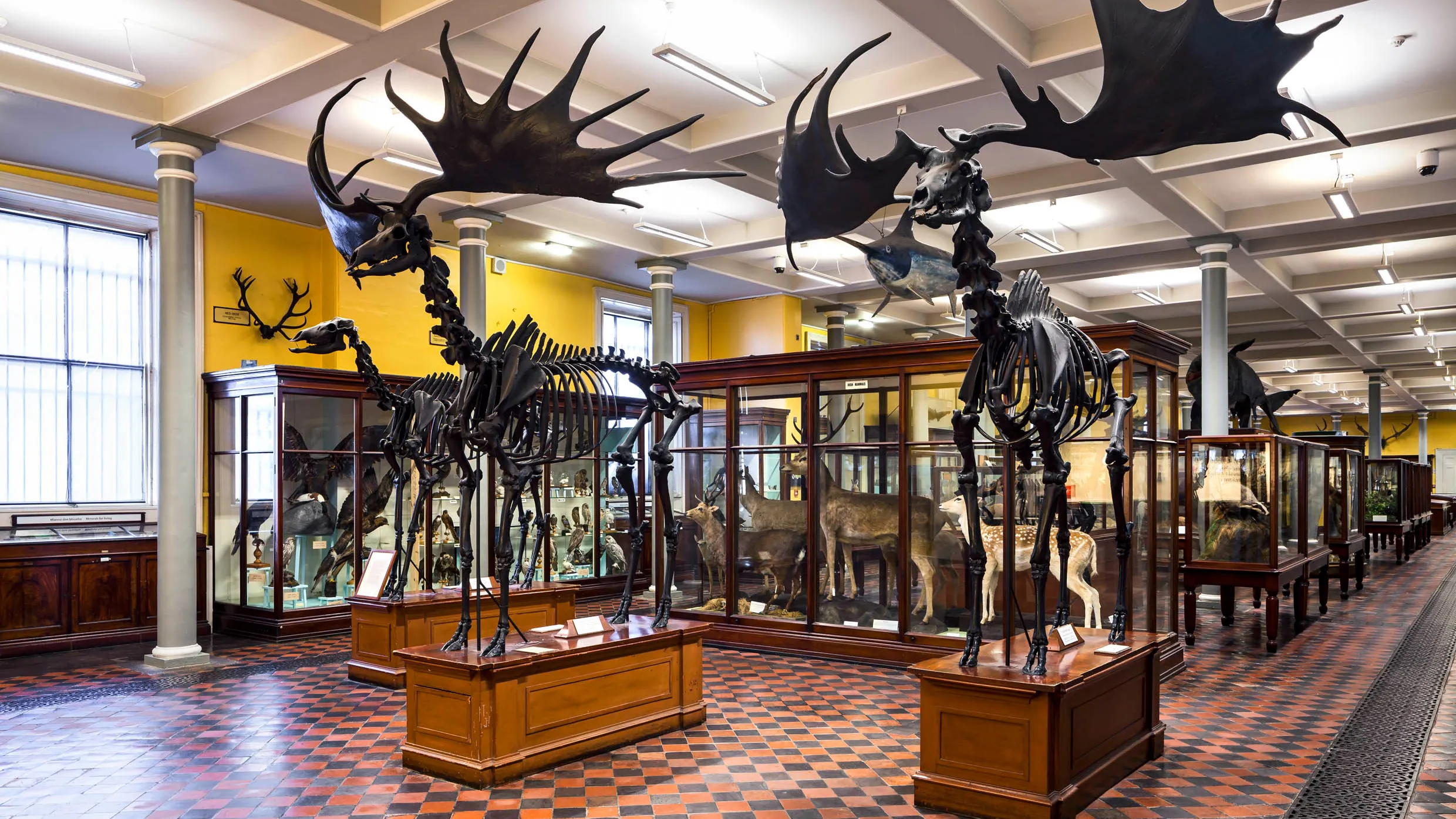 Dublin – Visita al Natural History Museum