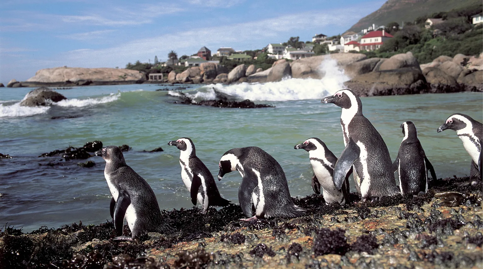 Cape Town – Cape Point, Cape of Good Hope e Boulders Beach Penguin Sanctuary