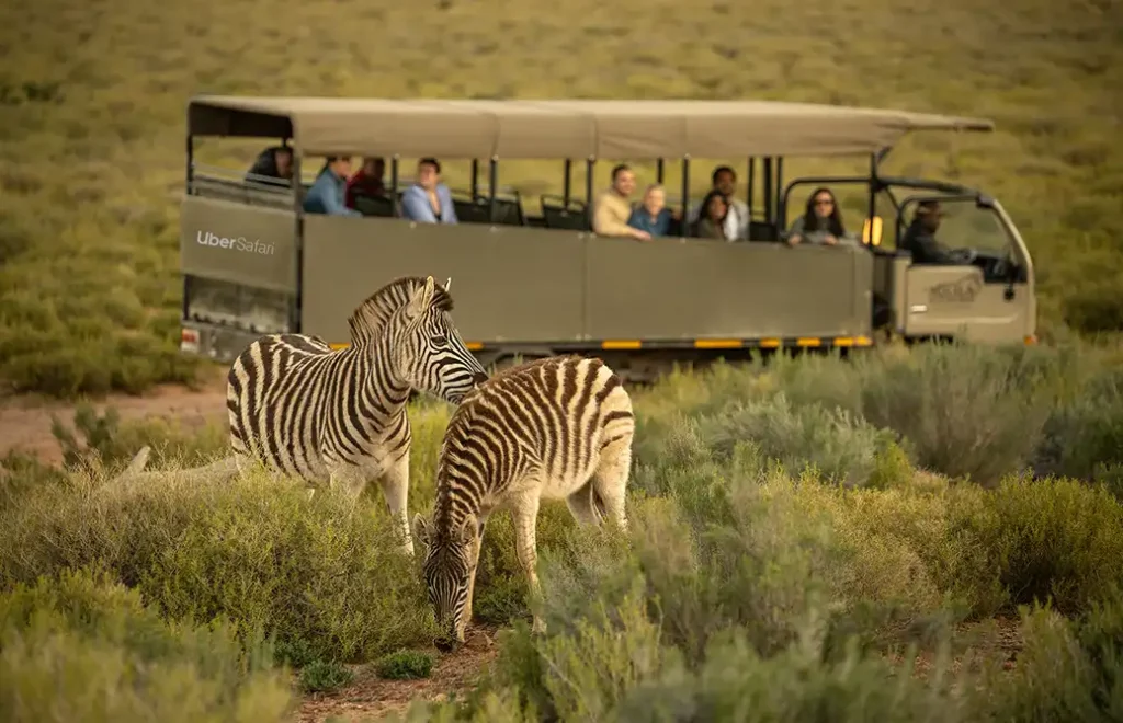 Cape Town – Aquila Safari