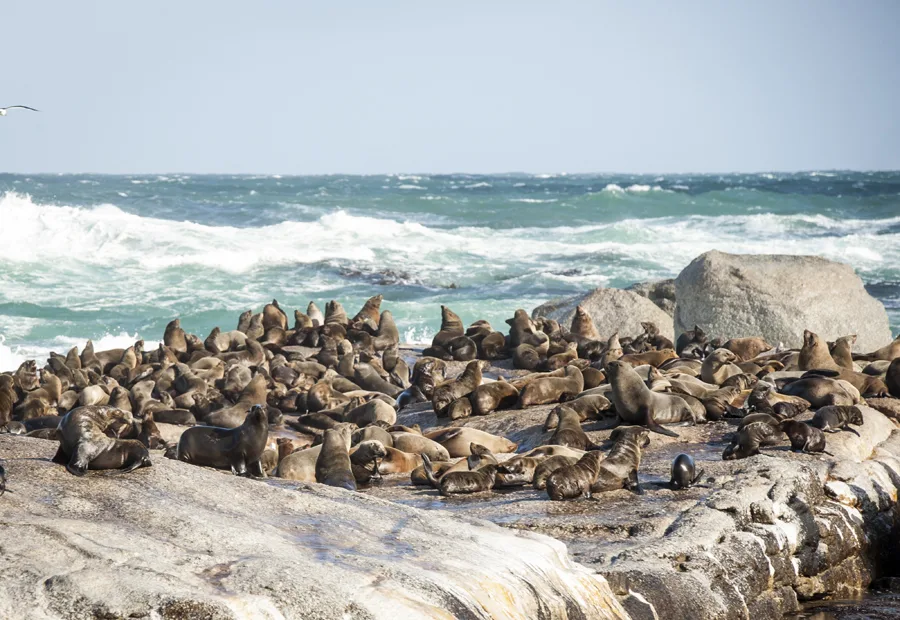 Cape Town – Seal Island