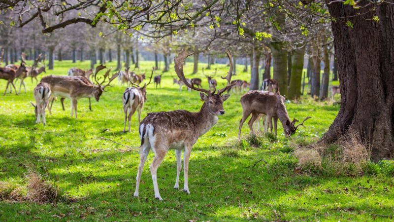Phoenix Park