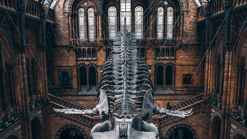 National Museum of Ireland