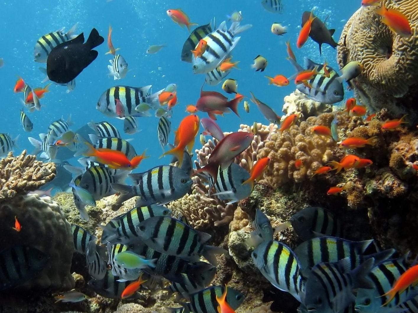 Brighton – visita Sea Life Centre